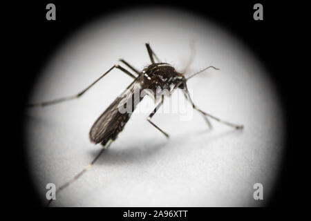 Extreme Nahaufnahme von isolierten Tigermücke durch vignettierten Umfang. Virus, Infektionskrankheiten und Parasiten. Stockfoto