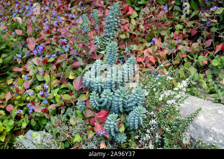 (Euphorbia myrsinites Walzen-Wolfsmilch), (Ceratostigma plumbaginoides), potsdam-bornim Förster-Garten Stockfoto