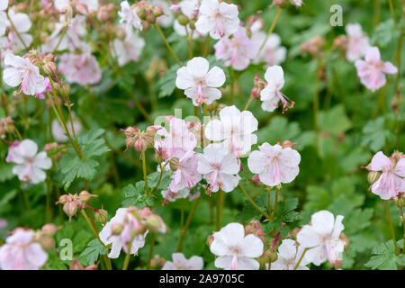 Storchschnabel (Geranium x cantabrigiense 'Biokovo'), Blütenhecke Stockfoto