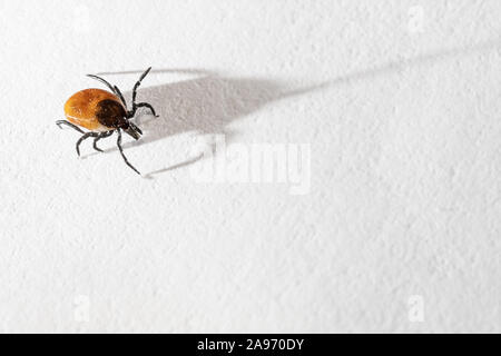 Nahaufnahme von verstopften dog Tick werfen lange Schatten auf weißem Hintergrund. Parasiten, Enzephalitis, Lyme Krankheit, Impfungen und Konzepte. Stockfoto