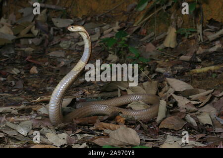 Monocled Kobra, Naja monocellate kouthia, Cobra, Stockfoto