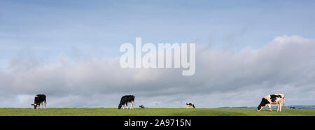 Schwarze und weiße Kühe grasen in der Grünen Eifel Wiese unter blauem Himmel mit großen Wolken im Herbst Stockfoto
