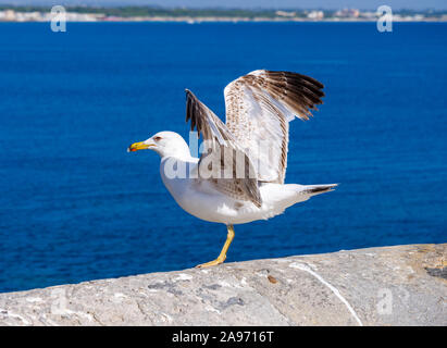 Seagull verbreitet seine Flügel sitzen auf einer Kaimauer am Meer vor einem blauen Himmel Hintergrund Stockfoto
