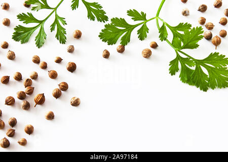 Koriander getrocknete und frische vor weißem Hintergrund Stockfoto