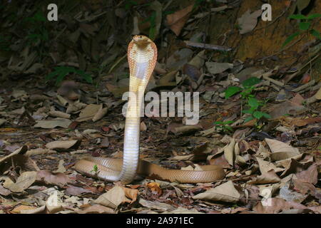 Monocled Kobra, Naja monocellate kouthia, Cobra, Stockfoto