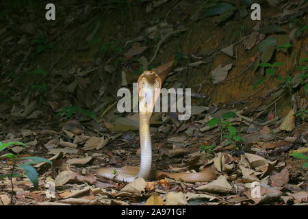 Monocled Kobra, Naja monocellate kouthia, Cobra, Stockfoto