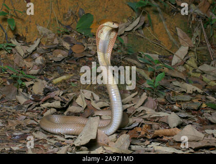 Monocled Kobra, Naja monocellate kouthia, Cobra, Stockfoto
