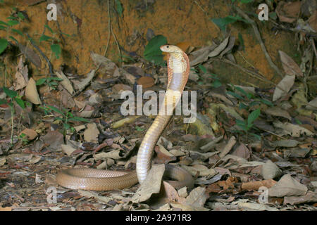 Monocled Kobra, Naja monocellate kouthia, Cobra, Stockfoto