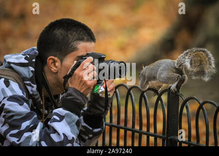 St James's Park, London, Großbritannien, 13. November 2019. Ein neugieriges Eichhörnchen in der Nähe der Kamera ein Tourist zu prüfen. Eichhörnchen im Londoner St. James's Park in Westminster genießen Sie den Spätherbst Sonnenschein, Graben für Muttern und spielen in der bunten Laub. Credit: Imageplotter/Alamy leben Nachrichten Stockfoto