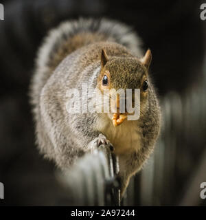 St James's Park, London, Großbritannien, 13. November 2019. Ein Eichhörnchen eilt Weg mit der Walnuss Schatz. Eichhörnchen im Londoner St. James's Park in Westminster genießen Sie den Spätherbst Sonnenschein, Graben für Muttern und spielen in der bunten Laub. Credit: Imageplotter/Alamy leben Nachrichten Stockfoto