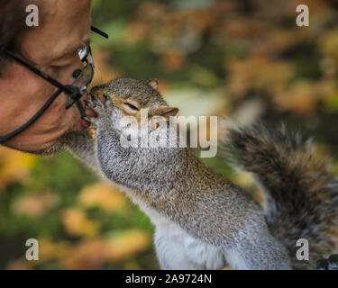 St James's Park, London, Großbritannien, 13. November 2019. Ein Mann, der regelmäßig füttert die Tiere einen Kuss von einer Der flauschige Eichhörnchen. Eichhörnchen im Londoner St. James's Park in Westminster genießen Sie den Spätherbst Sonnenschein, Graben für Muttern und spielen in der bunten Laub. Credit: Imageplotter/Alamy leben Nachrichten Stockfoto