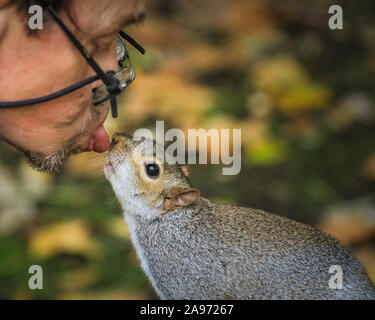 St James's Park, London, Großbritannien, 13. November 2019. Ein Mann, der regelmäßig füttert die Tiere einen Kuss von einer Der flauschige Eichhörnchen. Eichhörnchen im Londoner St. James's Park in Westminster genießen Sie den Spätherbst Sonnenschein, Graben für Muttern und spielen in der bunten Laub. Credit: Imageplotter/Alamy leben Nachrichten Stockfoto