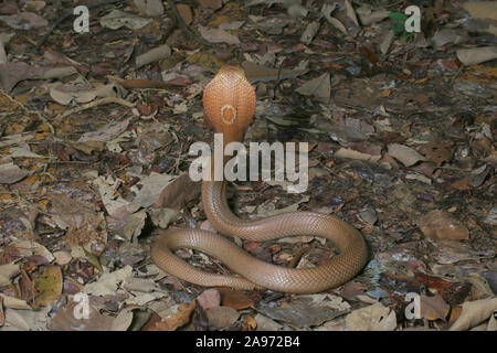 Monocled Kobra, Naja monocellate kouthia, Cobra, Stockfoto