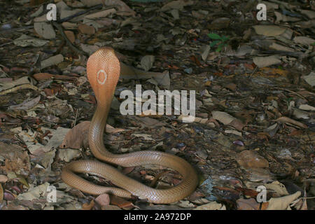 Monocled Kobra, Naja monocellate kouthia, Cobra, Stockfoto