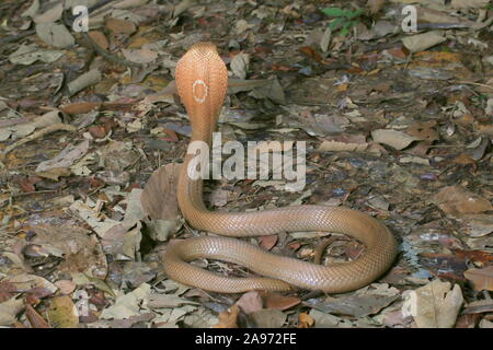Monocled Kobra, Naja monocellate kouthia, Cobra, Stockfoto