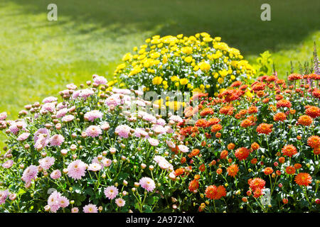 Verschiedene Chrysanthemen im Garten Stockfoto