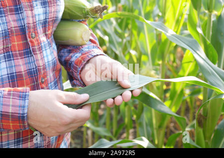 Landwirt Inspektion Blätter der Maisstängel in das Feld Stockfoto