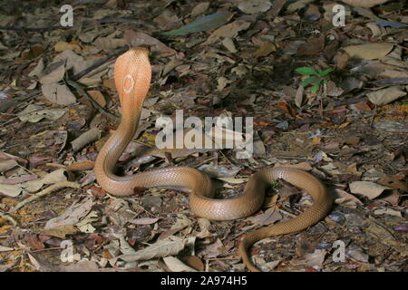 Monocled Kobra, Naja monocellate kouthia, Cobra, Stockfoto