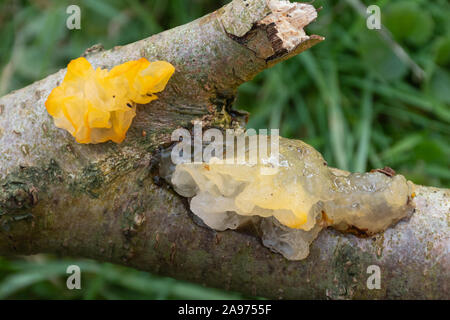 Hexen butter Pilz auch gelbe Gehirn Pilz (Tremella mesenterica) auf totem Holz genannt, Großbritannien Stockfoto