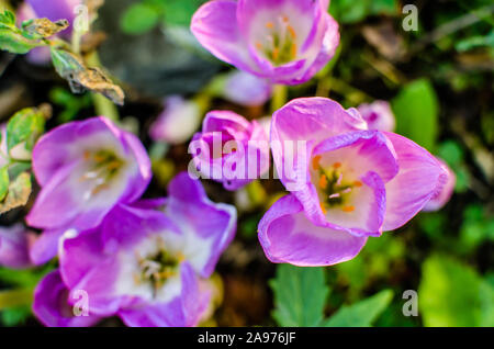Schöne lila Krokusse Blumen im Sonnenlicht Stockfoto