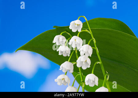 Weiß Glocken Blüte mit grünen Blättern. Convallaria majalis. Romantische Maiglöckchen Blume auf Hintergrund des blauen Himmels. Feder giftiges Kraut. Stockfoto