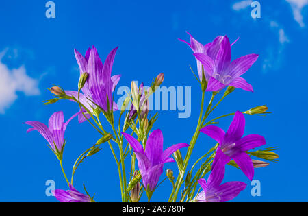 Blühende Ausbreitung Glockenblume detail. Campanula patula. Wilde wiese Kraut auf blauen Himmel Hintergrund. In der Nähe von wunderschönen sonnigen lila Blüten und Knospen. Stockfoto