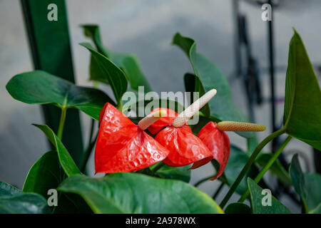 Schöne rote anthurium Blumen im Freien Zimmerpflanze exotische drei Blätter Stockfoto