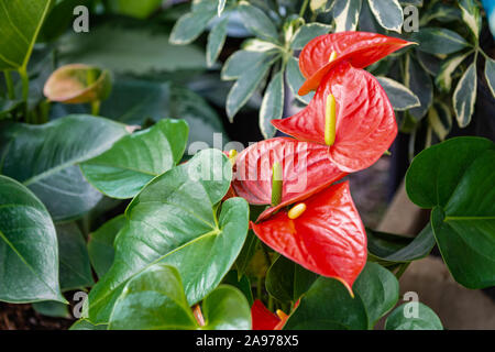 Schöne rote anthurium Blumen im Freien Zimmerpflanze Blätter exotischer Garten Stockfoto
