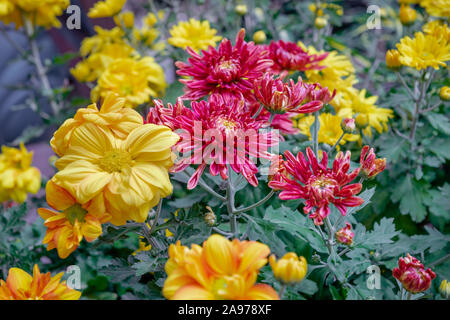 Schöne Chrysanthemum Blumen blühen im Garten Blätter Garten outdoor Rot Gelb Stockfoto