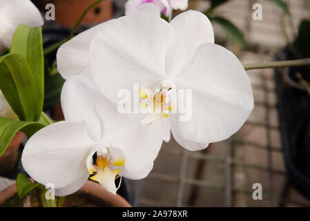 Weiß Phalaenopsis Orchidee tropische Blüte Blumen in der Nähe von blühenden Schöne Stockfoto