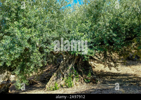 Alte knorrige Rinde von einem Olivenbaum in der Sierra Subbetica, Provinz Córdoba, Andalusien Stockfoto