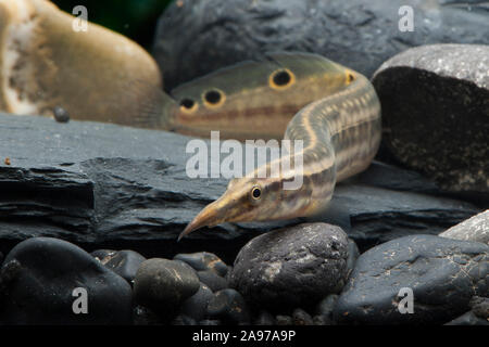 Macrognathus siamensis, Pfauen-Stachelaal, Peacock Aal Stockfoto