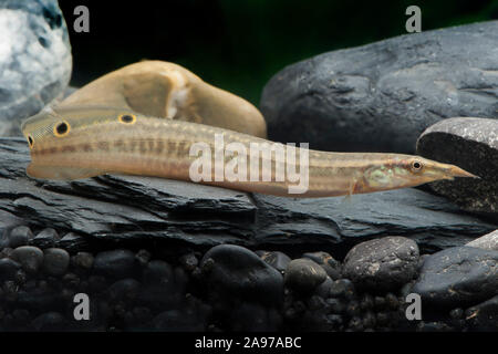 Macrognathus siamensis, Pfauen-Stachelaal, Peacock Aal Stockfoto