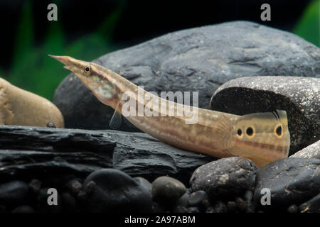 Macrognathus siamensis, Pfauen-Stachelaal, Peacock Aal Stockfoto