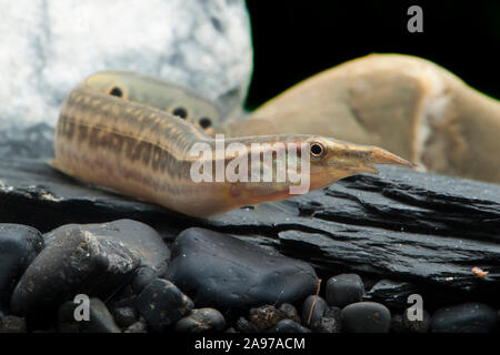 Macrognathus siamensis, Pfauen-Stachelaal, Peacock Aal Stockfoto