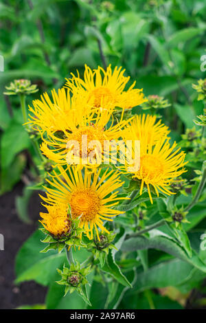 Elecampane Blumen blühen, Inula helenium, mit grünen Blätter Hintergrund Stockfoto