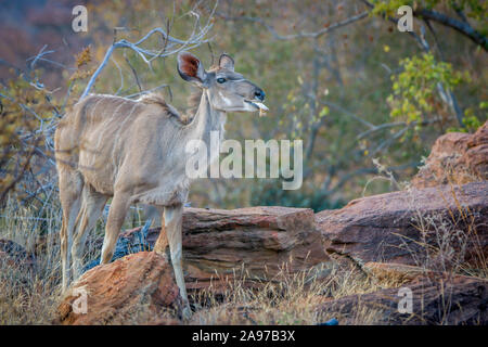 Weibliche Kudus Kauen auf einen Knochen Welgevonden Game Reserve, Südafrika. Stockfoto