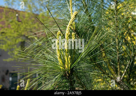 Junge Triebe von Pinus wallichiana (Himalayan pine) im Frühjahr Stockfoto