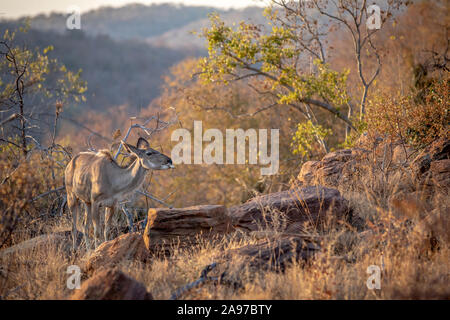 Kudu Weibchen das Kauen auf einen Knochen Welgevonden Game Reserve, Südafrika. Stockfoto