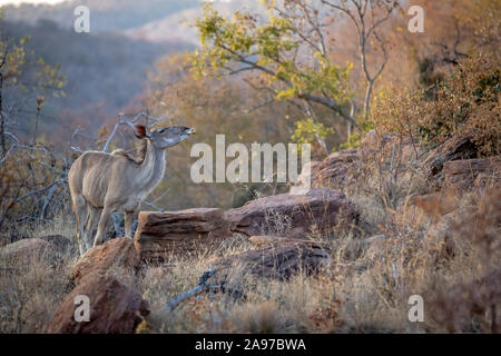 Kudu Weibchen das Kauen auf einen Knochen Welgevonden Game Reserve, Südafrika. Stockfoto