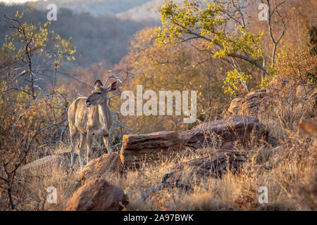 Kudu Weibchen das Kauen auf einen Knochen Welgevonden Game Reserve, Südafrika. Stockfoto