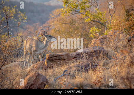 Kudu Weibchen das Kauen auf einen Knochen Welgevonden Game Reserve, Südafrika. Stockfoto