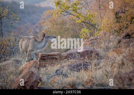 Kudu Weibchen das Kauen auf einen Knochen Welgevonden Game Reserve, Südafrika. Stockfoto