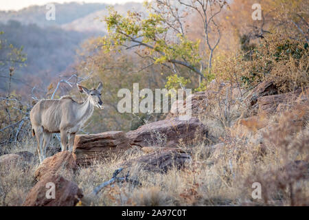 Kudu Weibchen das Kauen auf einen Knochen Welgevonden Game Reserve, Südafrika. Stockfoto