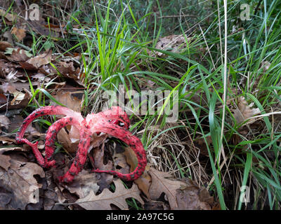 Clathrus archeri Pilze, Pilz aka Octopus Exemplar des Gemeinen Stinkmorchels und Teufel Finger. Wie rote Finger, die stinken Stockfoto