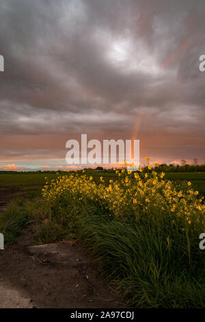 Regenbogen gegen dramatische Wolken, im Licht der untergehenden Sonne mit Raps Blumen im Vordergrund beleuchtet Stockfoto