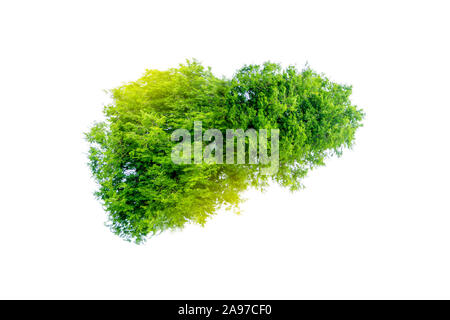 Realistische Leber Bilder sind menschliche Grüner Baum Formen über Krankheiten und Zirrhose (Umwelt). Stockfoto