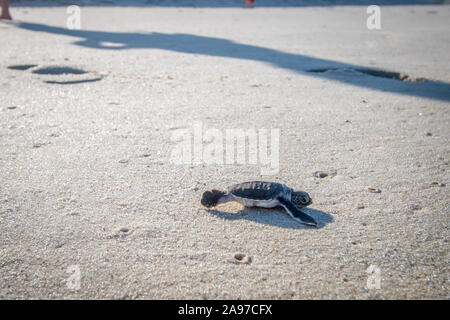 Grüne Meeresschildkröte Hatchling" am Strand an der Küste Swahili, Tansania. Stockfoto