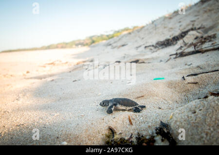 Grüne Meeresschildkröte Hatchling" am Strand an der Küste Swahili, Tansania. Stockfoto