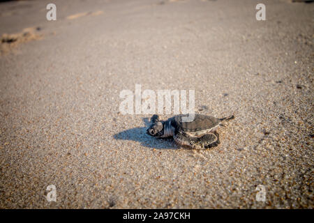 Grüne Meeresschildkröte Hatchling" am Strand an der Küste Swahili, Tansania. Stockfoto